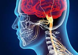 Neurology image